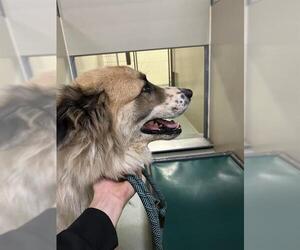Medium Anatolian Shepherd Mix