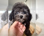 Small #1 Bichpoo-Poodle (Toy) Mix