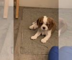 Small #2 Cavalier King Charles Spaniel