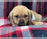 Small Photo #1 Puggle Puppy For Sale in LAKELAND, FL, USA