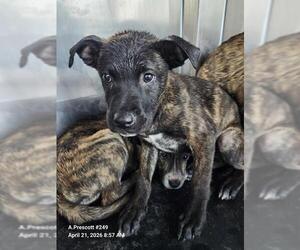 American Staffordshire Terrier-Unknown Mix Dogs for adoption in San Antonio, TX, USA