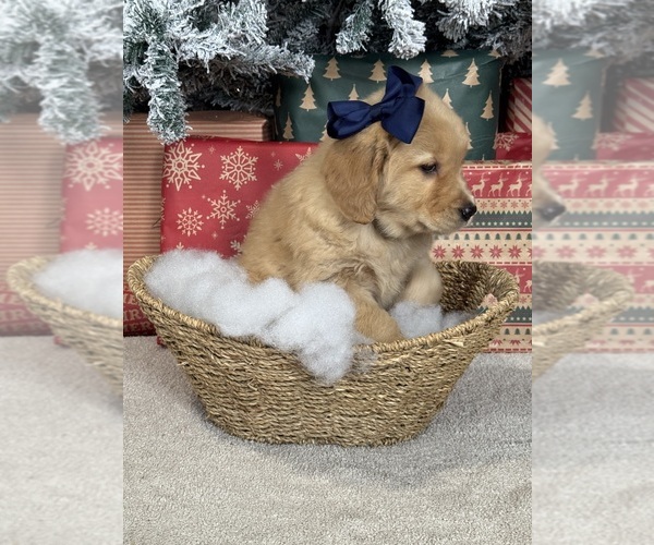 Medium Photo #13 Golden Retriever Puppy For Sale in DAVENPORT, FL, USA