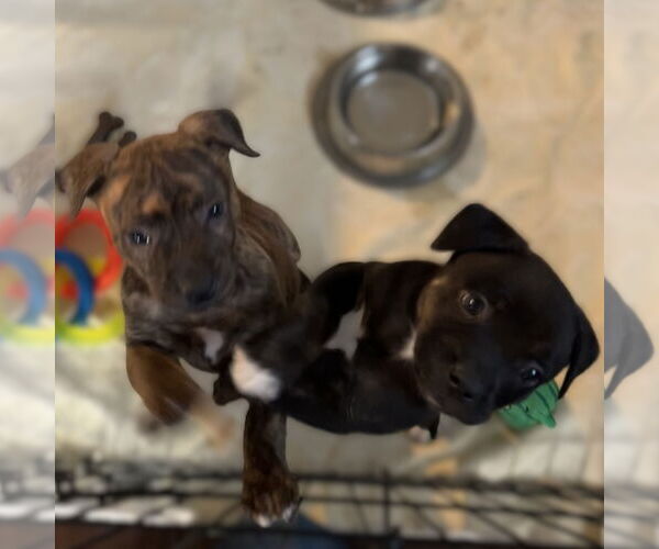 Medium Photo #8 Mutt Puppy For Sale in Fargo, ND, USA