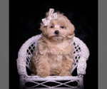 Small Photo #95 Maltipoo (Toy) Puppy For Sale in WARSAW, IN, USA