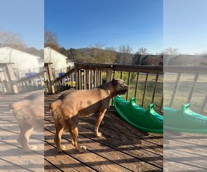 Mother of the Cane Corso puppies born on 04/09/2026