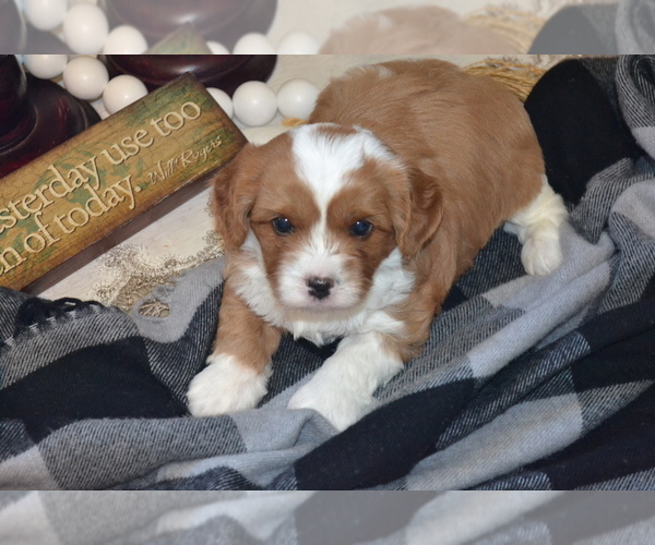 Medium Photo #21 Cavapoo (Miniature) Puppy For Sale in GREENWOOD, WI, USA