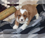 Small Photo #21 Cavapoo (Miniature) Puppy For Sale in GREENWOOD, WI, USA