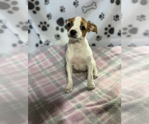 Medium Photo #3 Jack Russell Terrier-Unknown Mix Puppy For Sale in SHERBURNE, NY, USA