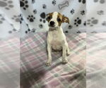 Small #2 Jack Russell Terrier Mix