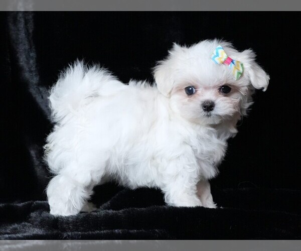 Medium Photo #3 Maltese Puppy For Sale in ROCK VALLEY, IA, USA