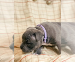 Small Photo #4 American Bully Puppy For Sale in BEDFORD, MA, USA