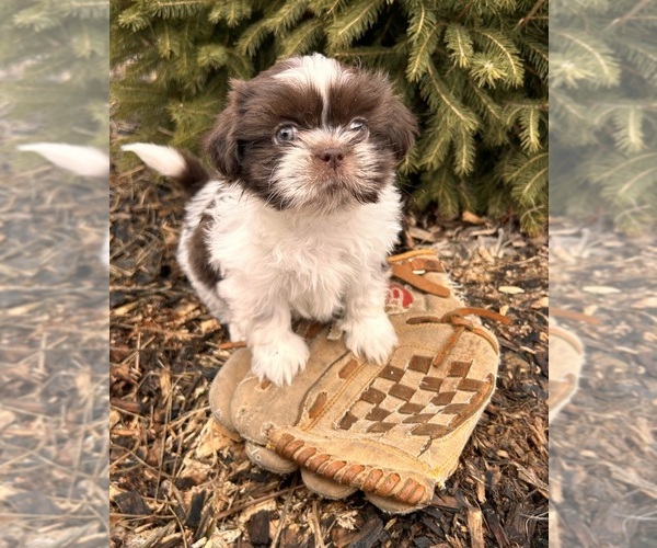 Medium Photo #1 Shih Tzu Puppy For Sale in MIDDLEBURY, IN, USA