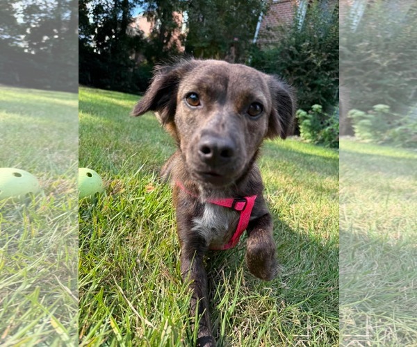 Medium Photo #3 Colonial Cocker Spaniel-Unknown Mix Puppy For Sale in Holly Springs, NC, USA