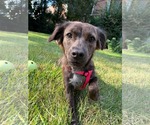 Small #2 Colonial Cocker Spaniel Mix