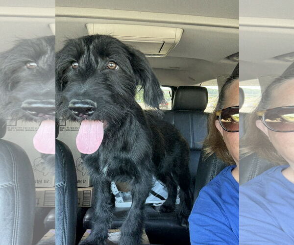 Medium Photo #4 Miniature Labradoodle Puppy For Sale in Fenton, MO, USA