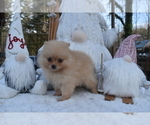 Small #11 Pomeranian