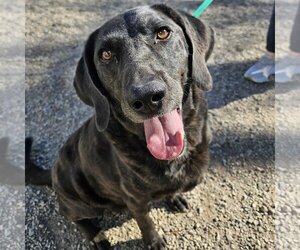 Plott Hound Dogs for adoption in Salt Lake City, UT, USA