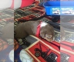 Small Photo #5 Australian Shepherd Puppy For Sale in GILMER, TX, USA