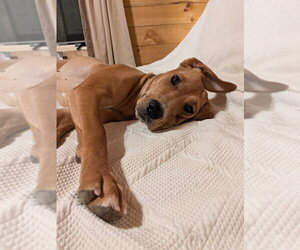 Edith - Female Redbone Coonhound-Unknown Mix Dog for Adoption - Photo #4