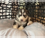 Small Photo #59 Siberian Husky Puppy For Sale in KANSAS CITY, MO, USA