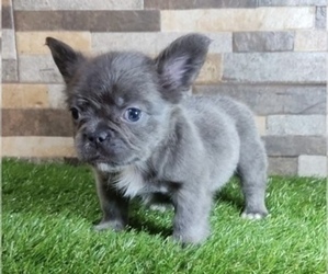 French Bulldog Puppy for sale in NEWPORT BEACH, CA, USA