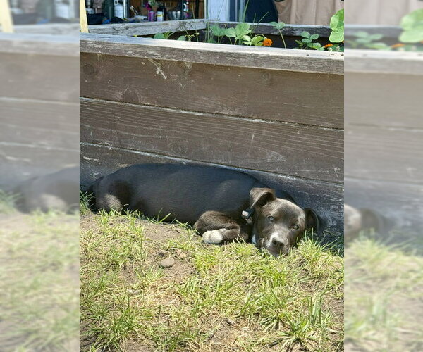 Medium Photo #5 Labrador Retriever-Unknown Mix Puppy For Sale in Sandy, UT, USA