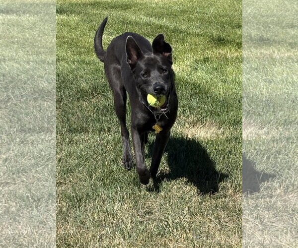 Medium Photo #4 Labrador Retriever-Unknown Mix Puppy For Sale in Sandy, UT, USA