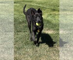 Small #3 Labrador Retriever Mix