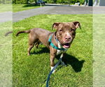 Small #1 American Staffordshire Terrier
