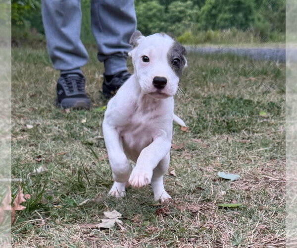 Medium Photo #2 Pointer-Unknown Mix Puppy For Sale in Albemarle, NC, USA