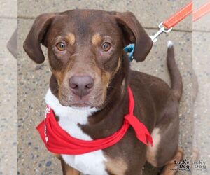 Jack - Male Labrador Retriever-Unknown Mix Dog for Adoption - Photo #6