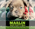 Image preview for Ad Listing. Nickname: FRENCH BULLDOG