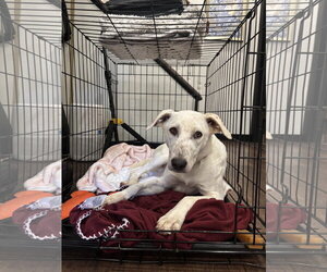 Blinky - Female Labrador Retriever-Unknown Mix Dog for Adoption - Photo #3