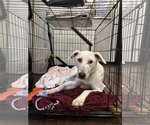 Small Photo #3 Labrador Retriever-Unknown Mix Puppy For Sale in Wheaton, IL, USA