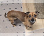 Small #4 Chihuahua Mix