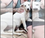Small #5 Labrador Retriever Mix