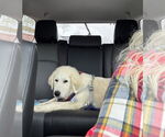 Small #3 Great Pyrenees