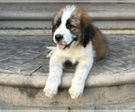 Puppy Puppy 1 Bella Saint Bernard