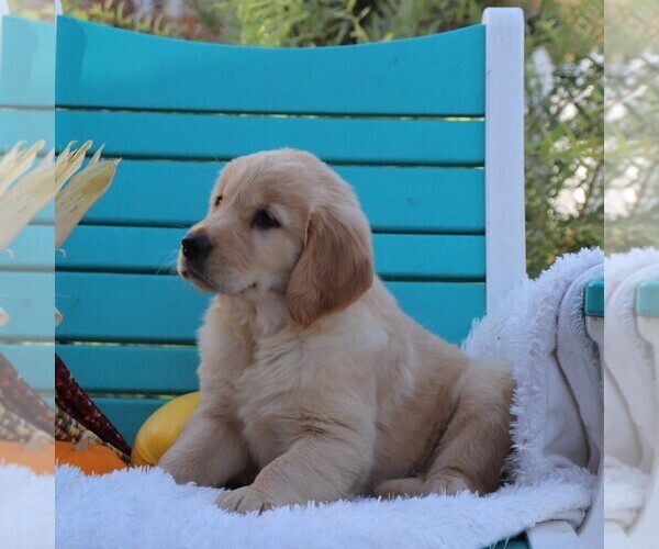 Medium Photo #3 Golden Retriever Puppy For Sale in GAP, PA, USA