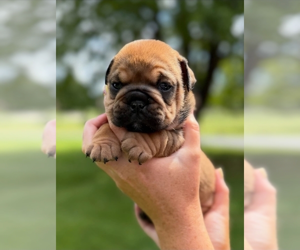 Medium Photo #2 English Bulldog Puppy For Sale in GAS CITY, IN, USA