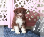Small #1 Miniature Australian Shepherd-Poodle (Toy) Mix