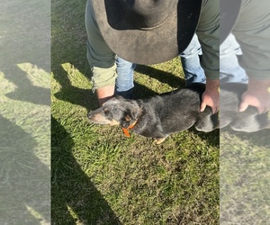 Mother of the Australian Cattle Dog puppies born on 10/24/2024
