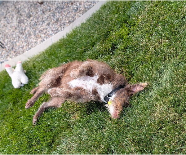 Medium Photo #4 Mutt Puppy For Sale in Sandy, UT, USA