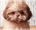 Small #2 Shih Tzu