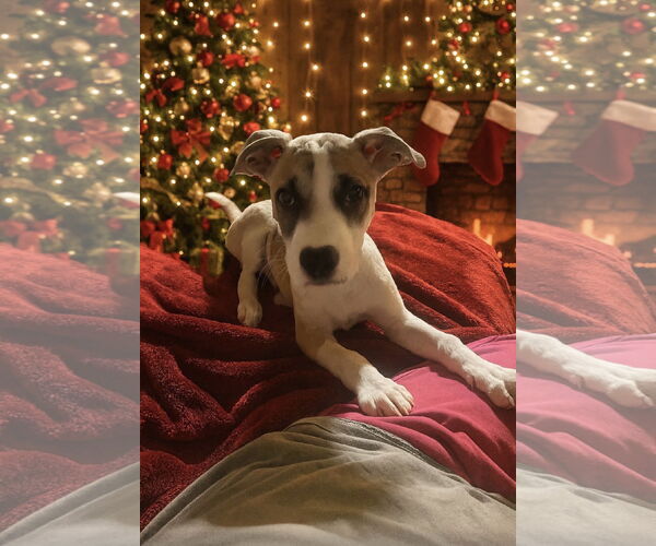 Medium Photo #1 Retriever -Unknown Mix Puppy For Sale in Woodbury, NY, USA