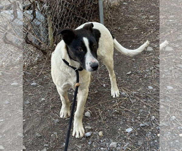 Medium Photo #2 Border Collie-Unknown Mix Puppy For Sale in Las Vegas, NM, USA