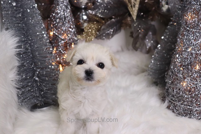 Medium Photo #2 Pom-A-Poo Puppy For Sale in LAS VEGAS, NV, USA