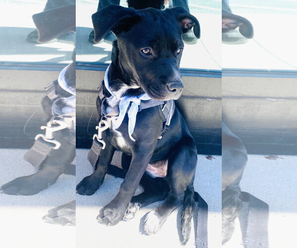 Medium Photo #8 Mutt Puppy For Sale in Holly Springs, NC, USA