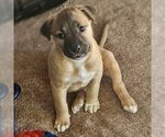 Small Photo #8 Mutt Puppy For Sale in Vail, AZ, USA