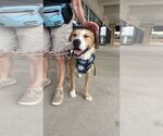 Small #9 Border Collie-Parson Russell Terrier Mix